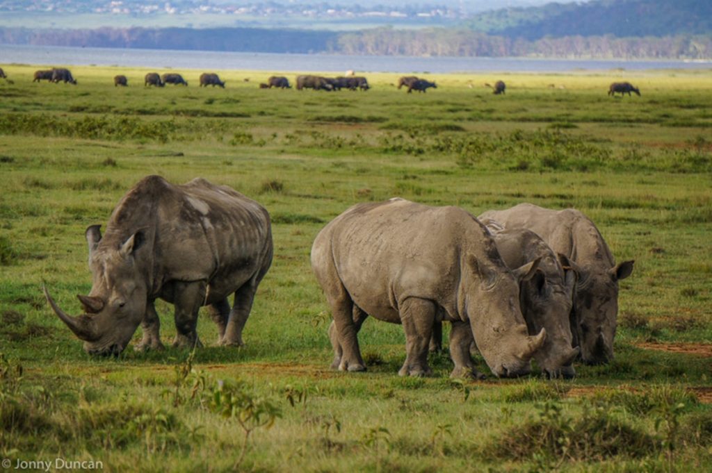 Safari Thrills and Beach Bliss