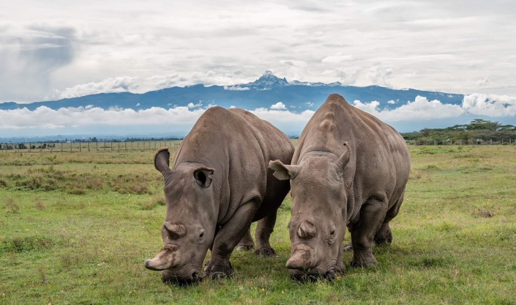 4Days Samburu and Ol Pejeta Safari