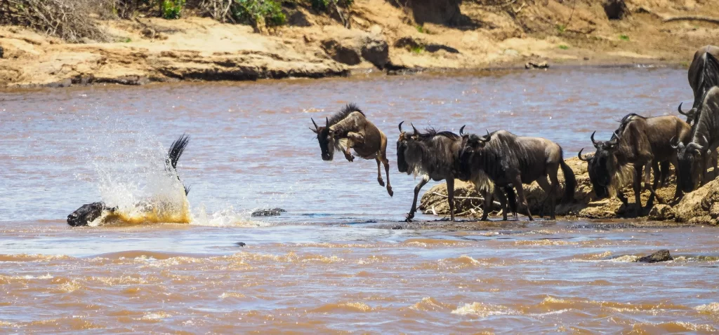 4Days Masai Mara And Lake Nakuru Safari